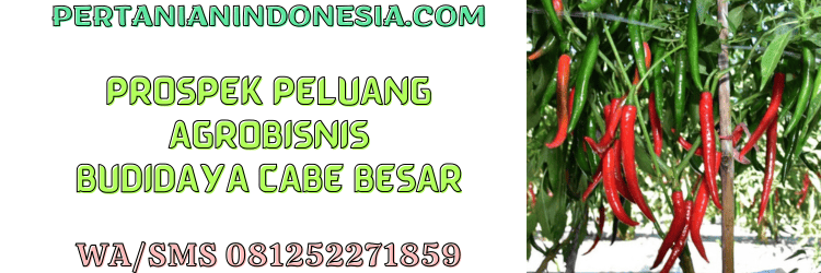 prospek,agribisnis,agrobisnis,budidaya,cabe besar,pertanian indonesia